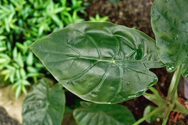 Top View Leaf Exotic Alocasia Wentii Houseplant — Stok Foto