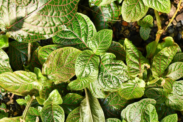 Top View Tropical Fittonia Gigantea Nerv Plant Red Veins Covering — ストック写真