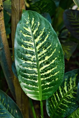 Exotic 'Dieffenbachia Seguine Tropic Snow' houseplant with yellow and green pattern
