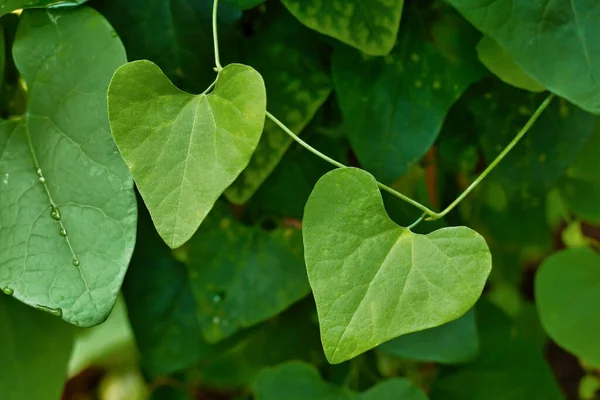 Leaf Evergreen Vine Plant Aristolochia Iittoralis — Stock Photo, Image