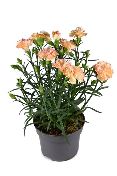Orange Dianthus Caryophyllus Flowers Pot White Background — Foto de Stock