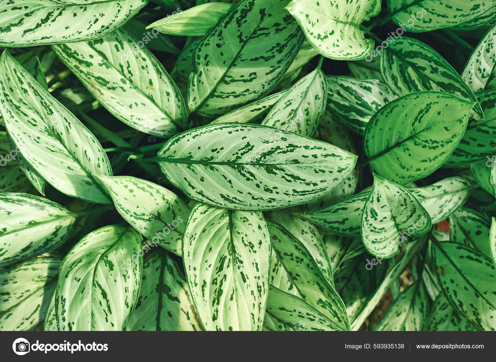 Silver Queen House Plant