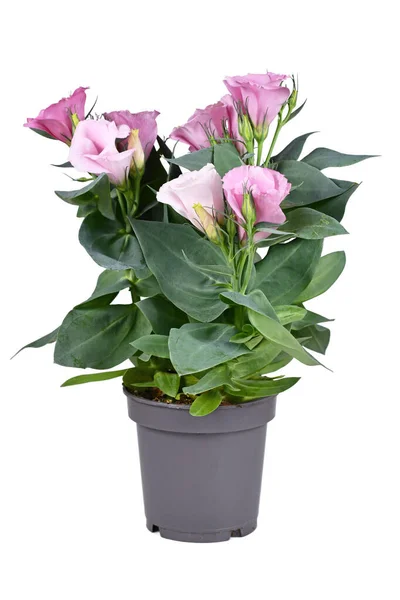 Potted Prairie Gentian Plant Pink Flowers White Background — Foto de Stock