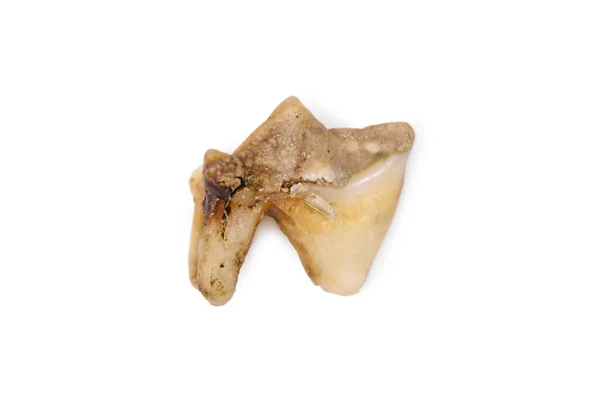 Dark Rot Surgically Removed Sick Premolar Cat Tooth —  Fotos de Stock