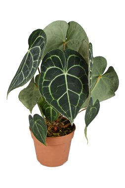Potted tropical 'Anthurium Clarinervium' houseplant on white background