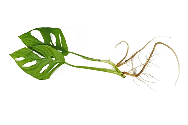 白い背景に長い裸の根で切り取られた モンステラAdansonii の観葉植物 — ストック写真