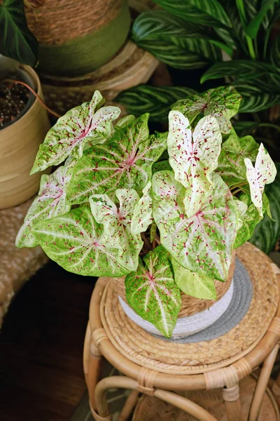 Exotic Caladium Miss Muffet Houseplant Pink Green Leaves Red Dots — Stok Foto