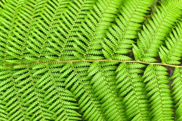 Detail Top View Leaf Soft Tree Fern Botanic Name Dicksonia — 스톡 사진