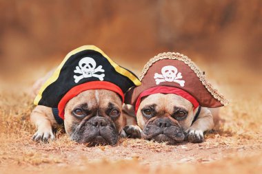 French Bulldog dogs wearing Halloween pirate costume hats