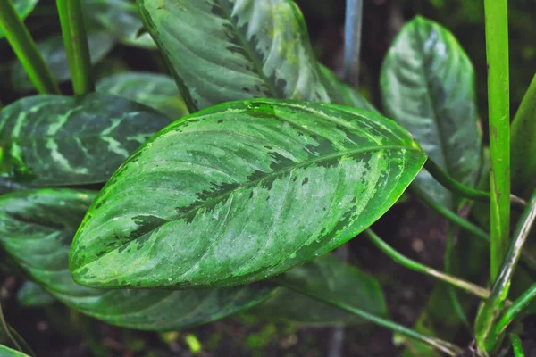 Leaf Exotic Aglaonema Robeleynii Houseplant — Stok Foto