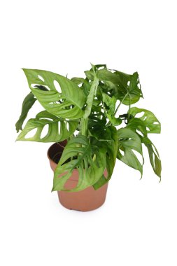 Beyaz arka planda çiçek saksısında tropik 'Monstera Adansonii' bitkisi