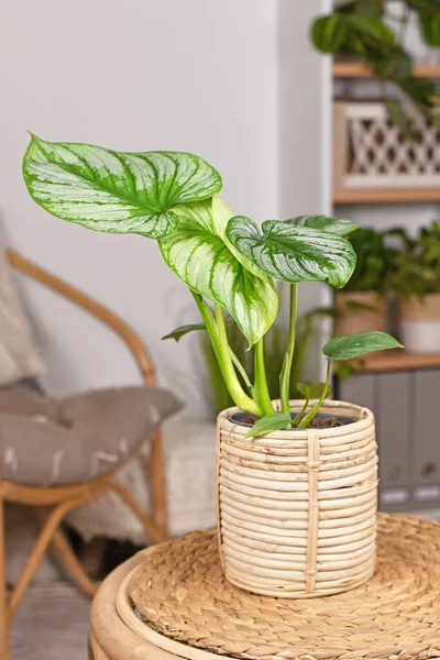 Tropical Philodendron Mamei Houseplant Silver Pattern Basket Flower Pot Table — Stok Foto