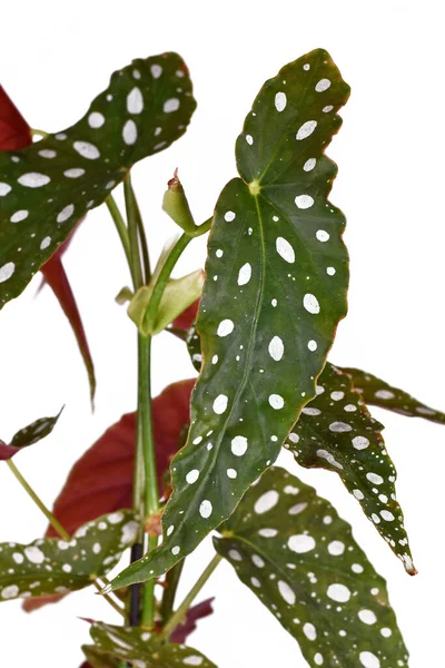 Leaf Tropical Begonia Maculata Houseplant White Dots — 图库照片
