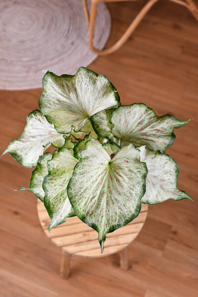 Tropical 'Caladium Candyland' houseplant with beautiful white and green leaves with pink freckles on table
