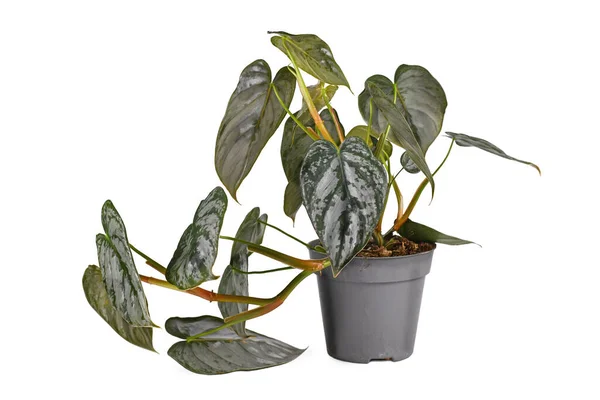 Exotische Zimmerpflanze Philodendron Brandtianum Mit Silbernem Muster Auf Blättern Blumentopf — Stockfoto