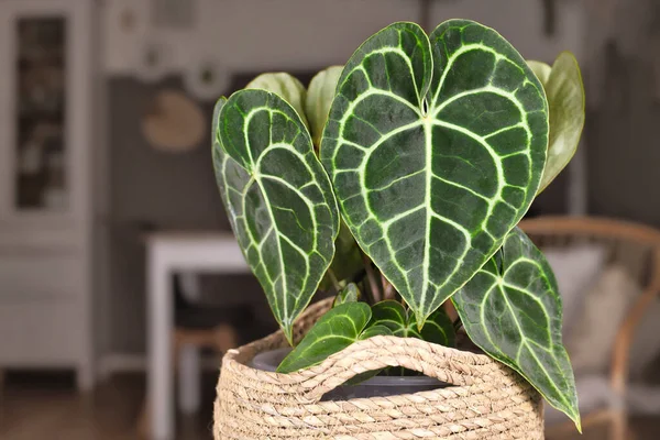 Beautiful Leaves White Lace Pattern Veins Exotic Anthurium Clarinervium Houseplant — 스톡 사진