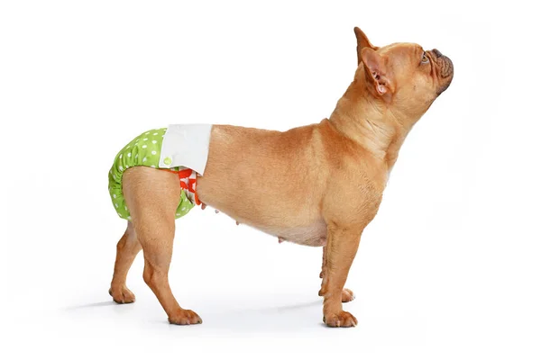 Red Fawn French Bulldog Dog Wearing Fabric Period Diaper Pants — Foto de Stock