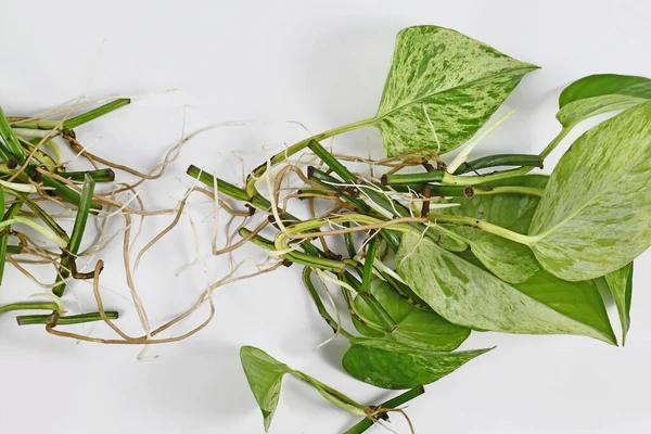 Bunch Marble Queen Pothos Houseplant Cuttings Long Bare Roots — Stok Foto