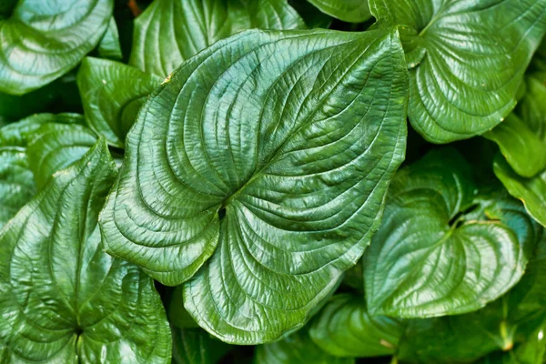 Heart Shaped Leaf Tropical Cyanastrum Cordifolium Plant — ストック写真
