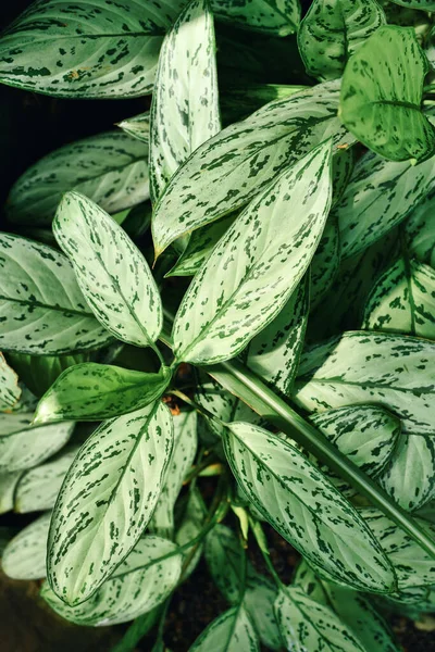 Tropical Aglaonema Commutatum Silver Queen Plant Beautiful Silver Markings Leaves — Stok Foto