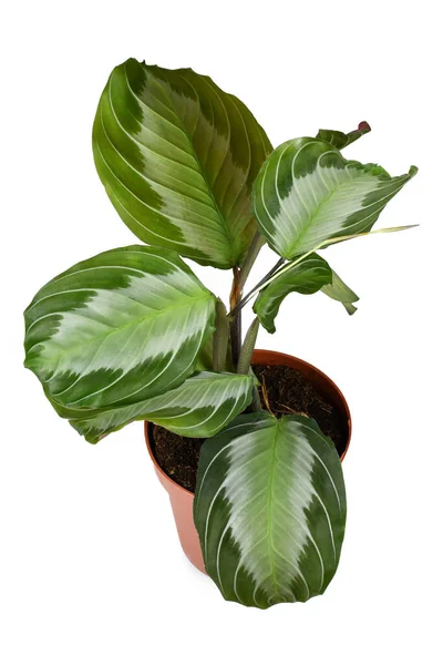 Exotic Maranta Leuconeura Silver Band Houseplant Flower Pot White Background — Foto de Stock