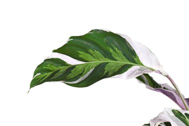 Beyaz arka planda bulunan egzotik 'Calathea White Fusion' bitki örtüsü yaprakları