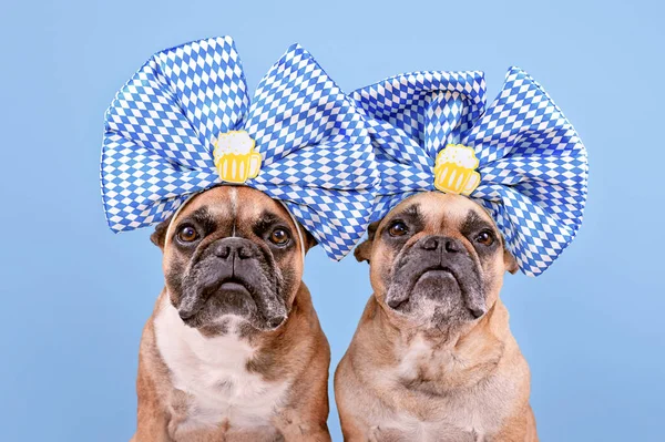 Oktoberfest French Bulldog dogs wearing large blue and white ribbons with beer mugs on head in front of blue background