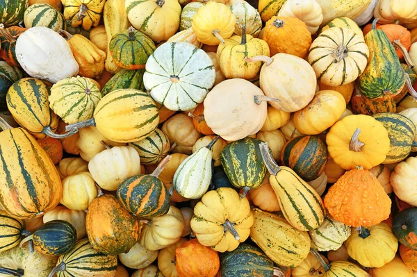 Top View Many Different Ornamental Gourds Pumpkins — Stock Fotó