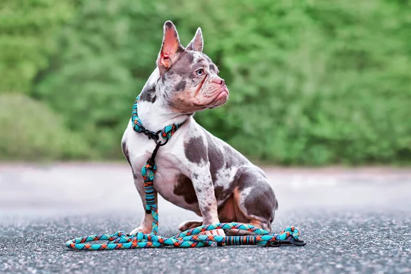 Merle French Bulldog Dog Wearing Collar Rope Retriever Leash — Stockfoto