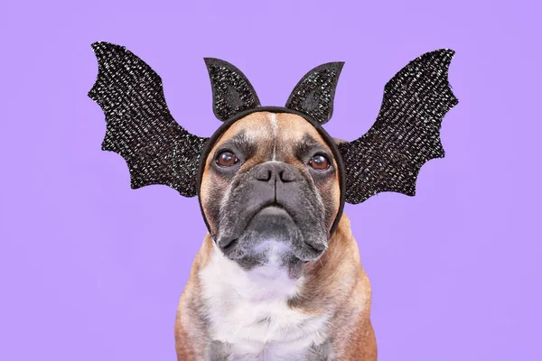 French Bulldog Dog Wearing Halloween Bat Headband Wings Ears Purple — стоковое фото