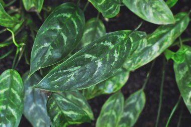Leaves of exotic 'Aglaonema Commutatum var. Maculatum' houseplant