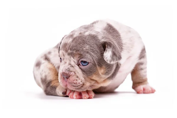 Merle Tan Cachorrinho Cachorro Bulldog Francês Fundo Branco — Fotografia de Stock