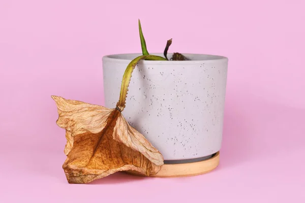 Withered Dying Houseplant Hanging Yellow Leaf Flower Pot Pink Background — Fotografia de Stock