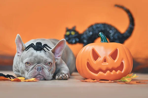 Halloween French Bulldog Dog Carved Pumpkin Autumn Leaves Spider Head — Stockfoto