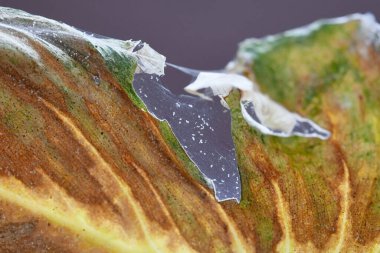 Spider mites pests with infecting sick leaf of  Philodendron houseplant with web