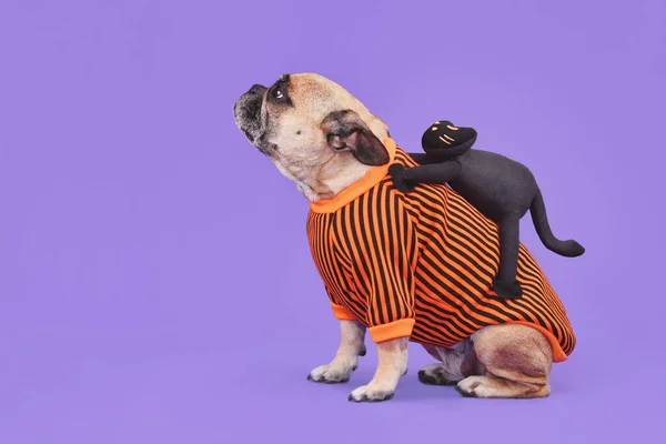 Funny Halloween dog costume. French Bulldog with spooky black cat riding on its back on purple background with copy space