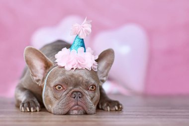 French Bulldog dog with birthday part hat in front of blurry pink  background 