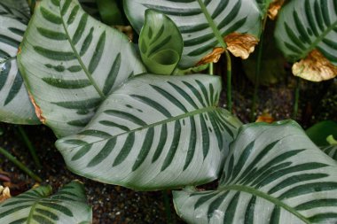 Renkli gümüş ve yeşil çizgili yapraklı egzotik Goeppertia Bella bitkisi.