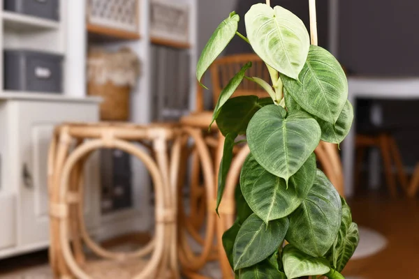 Exotic Syngonium Macrophyllum Frosted Heart Houseplant Climbing Pole Living Room — Stok Foto