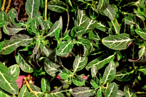 Top View Tropical Ruellia Devosiana Plant Narrow Leaves White Veins — Fotografia de Stock