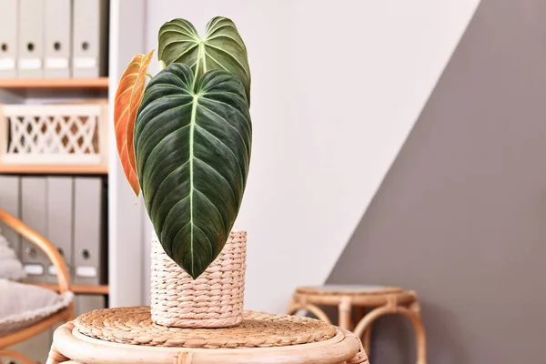 Planta Tropical Philodendron Melanochrysum Con Hojas Largas Oscuras Sobre Mesa —  Fotos de Stock