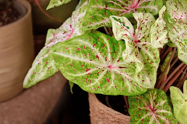 Blad Van Caladium Miss Muffet Kamerplant Met Roze Groene Bladeren — Stockfoto