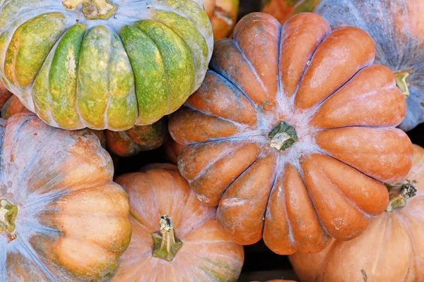 Musquee Provence Pumpkins Pile — 스톡 사진