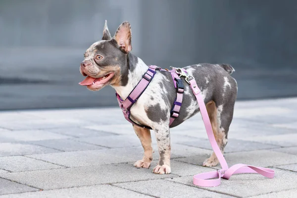 Merle Tan Französische Bulldogge Mit Langer Nase Trägt Rosa Hundegeschirr — Stockfoto