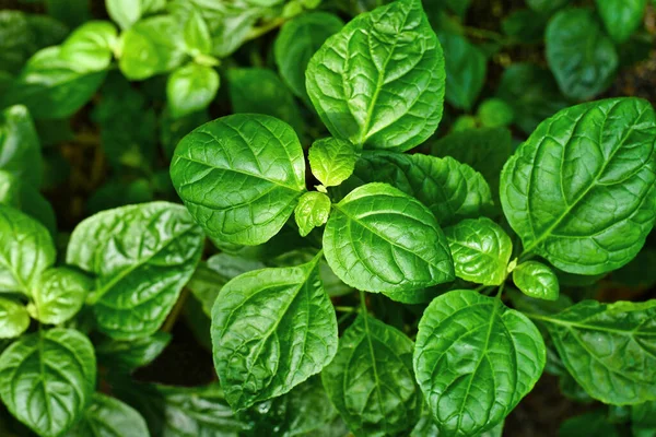 Pemandangan Puncak Tanaman Tropis Pogostemon Cablin Patchouli Biasa Digunakan Dalam — Stok Foto