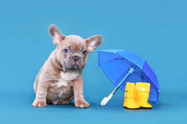 Mavi geyik yavrusu Fransız Bulldog köpeği. Mavi arka planda lastik çizme ve şemsiye yanında.