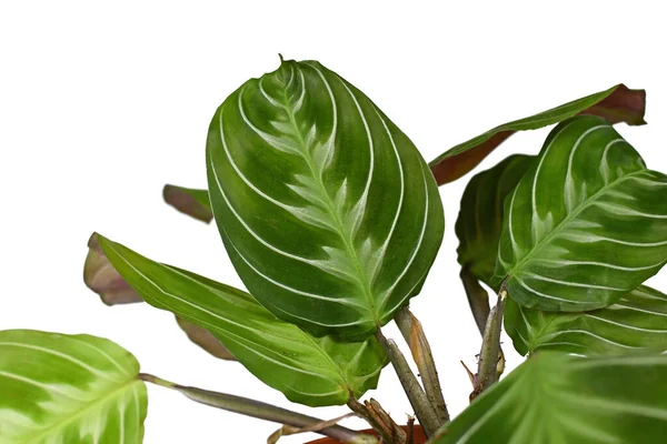 エキゾチックな Maranta Leuconeura Cat Moustache の葉は白い背景に観葉植物です マランタの井出 — ストック写真