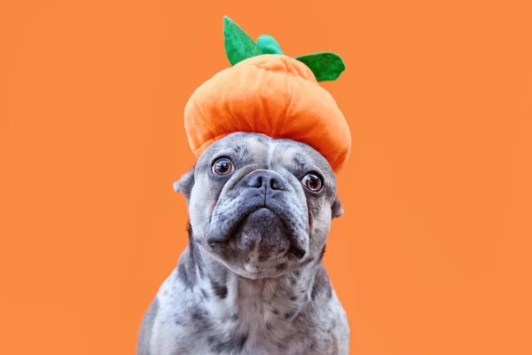 Grappige Franse Bulldog Hond Met Halloween Pompoen Hoed Oranje Achtergrond — Stockfoto