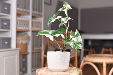Egzotik 'Sengonyum Podophyllum Variegata' çiçekli saksısı oturma odasındaki masada.