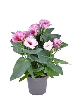 Beyaz arka planda pembe çiçekli çayır bitkisi